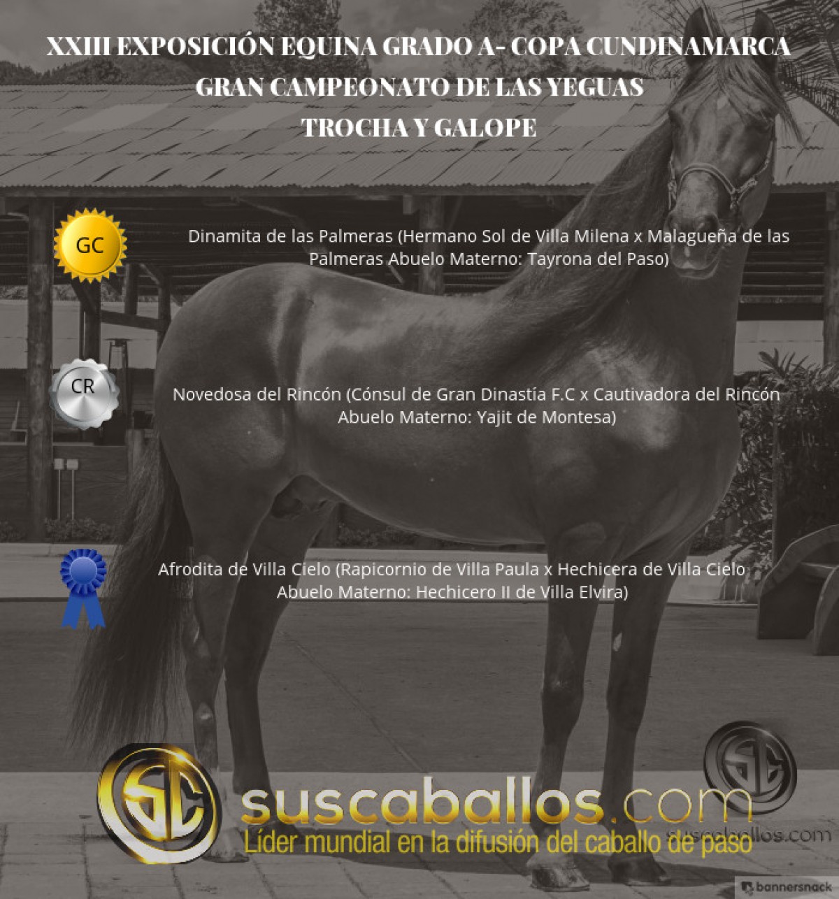 V&Iacute;DEO: Dinamita Campeona, Novedosa Reservada, Trocha Y Galope, Copa Cundinamarca