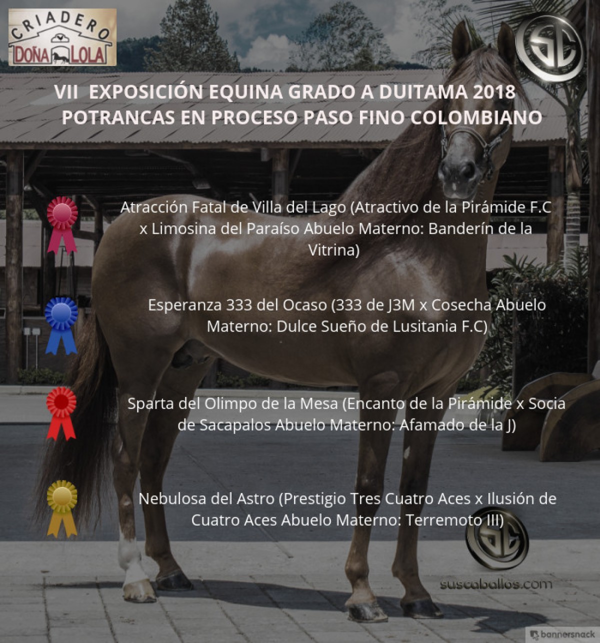 VÍDEO: Atracción Mejor, Esperanza 1p, Potrancas Paso Fino Colombiano, Duitama