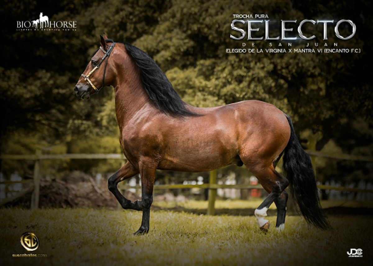 Comunicado oficial Selecto de San Juan 