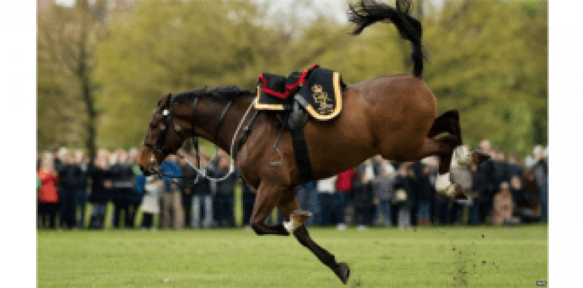 El Caballo Nervioso O Caliente