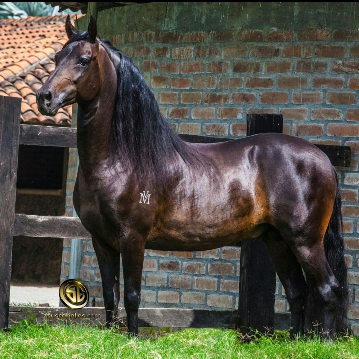 COMUNICADO Criadero la Fortaleza: Reproductor ELEGIDO DE LA VIRGINIA