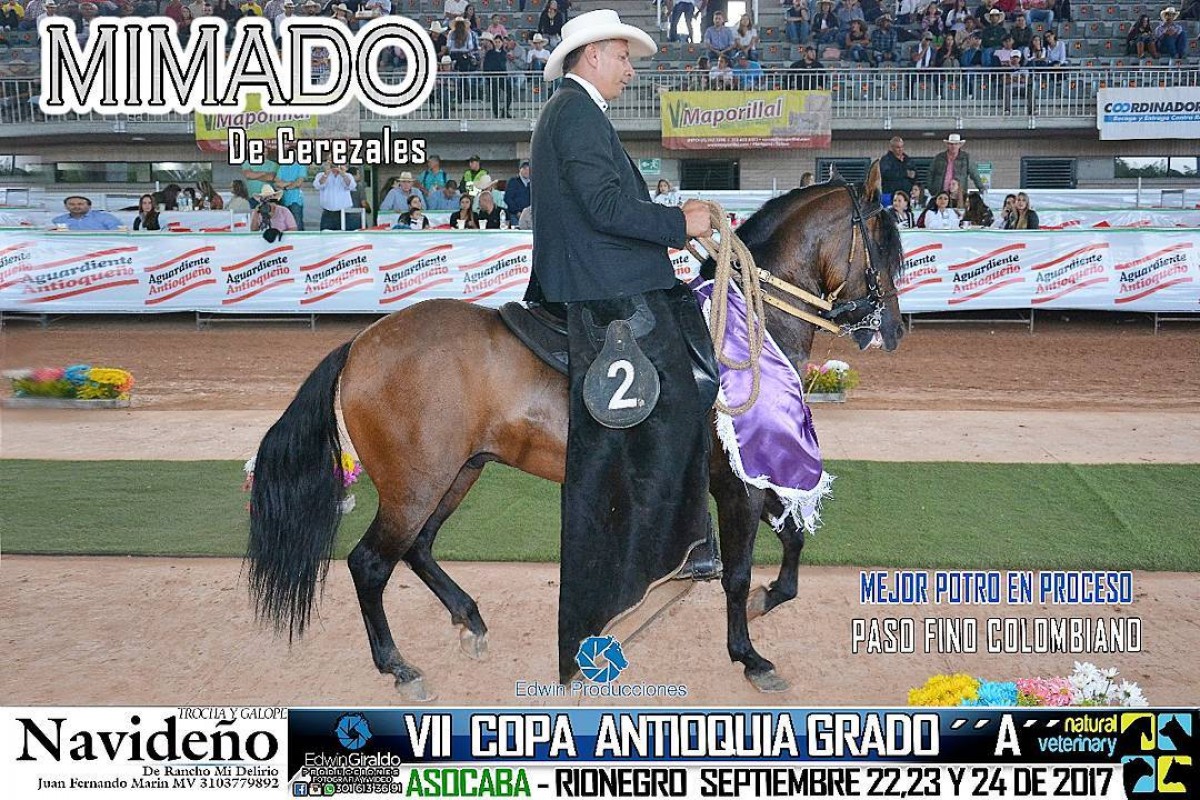 VÍDEO: Mimado Mejor, Rey de Luna 1P, Paso Fino Colombiano, VII Copa Antioquia