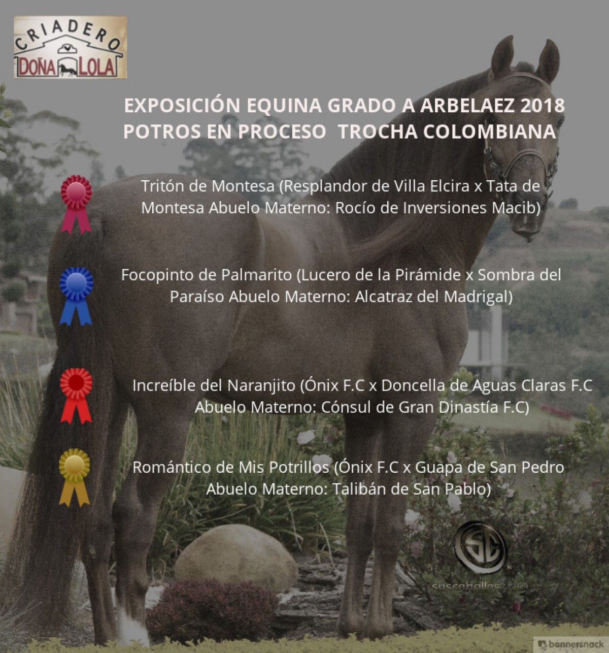 V&Iacute;DEO:Trit&oacute;n Mejor, Focopinto 1P, Potros Trocha Colombiana, Arbel&aacute;ez 2018