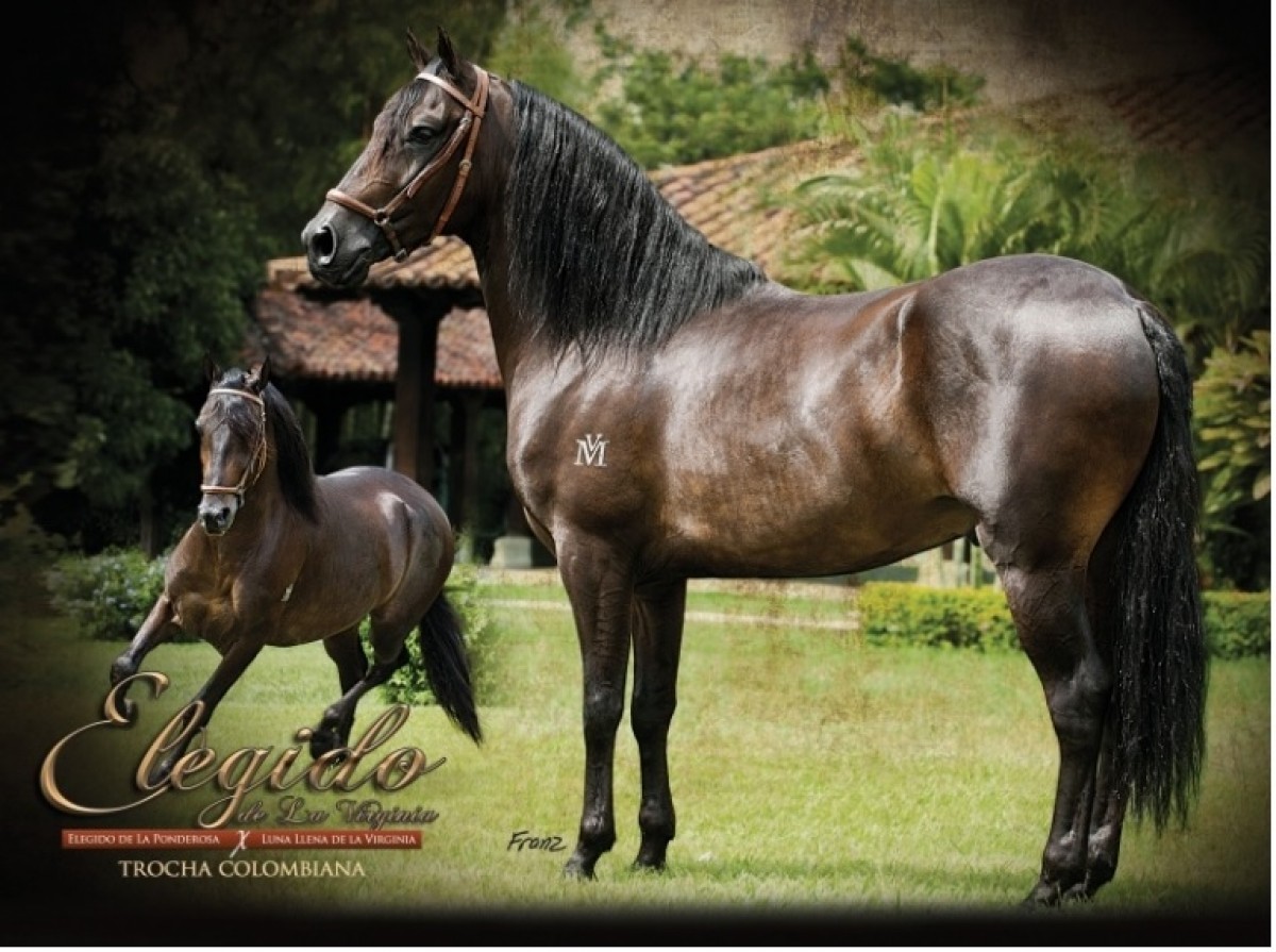 VÍDEO PROMOCIONAL:Elegido de la Virginia Reproductor Del Criadero La Fortaleza