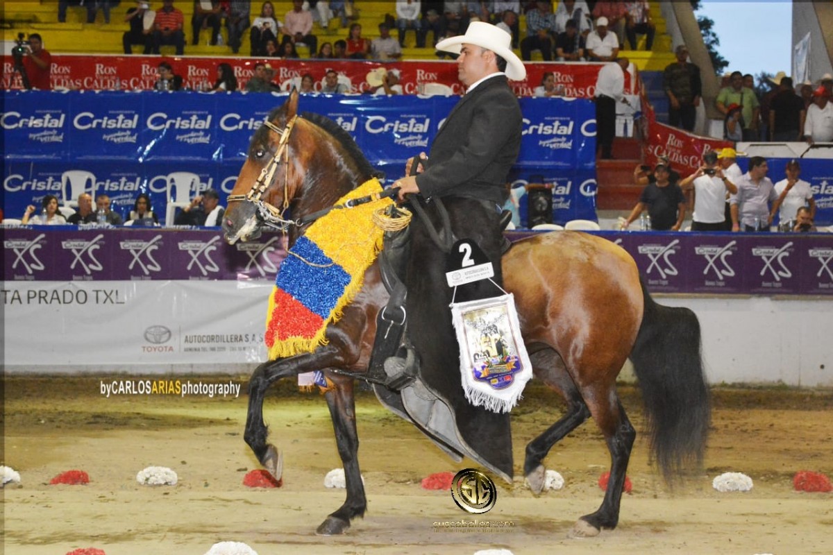 VÍDEO: Gran Campeona Duquesa Trocha Y Galope, Grado A Armenia 2018