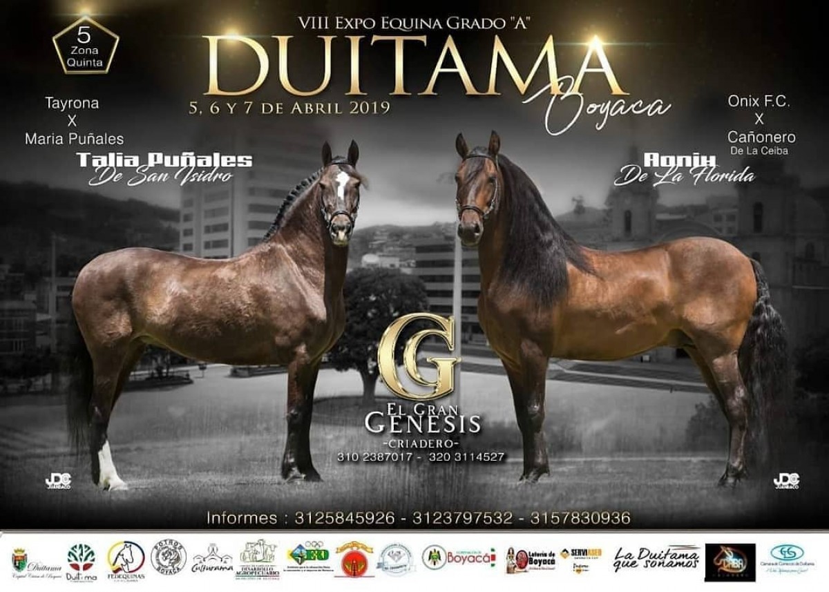 RESULTADOS VIII Exposición Equina Grado A Duitama 2019  - PASO FINO COLOMBIANO