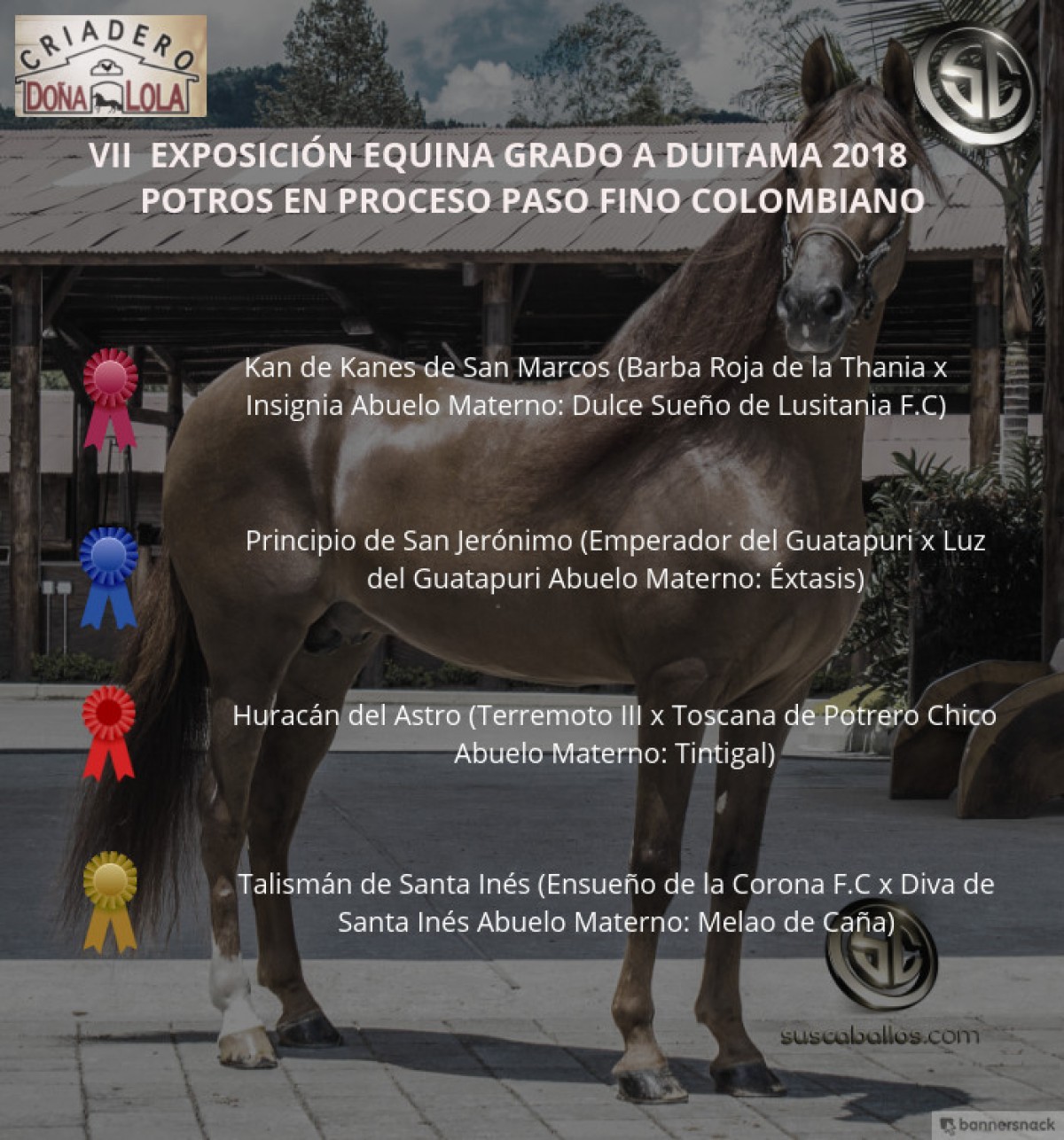VÍDEO: Kan De Kanes Mejor, Principio 1er, Potros Paso Fino Colombiano, Duitama