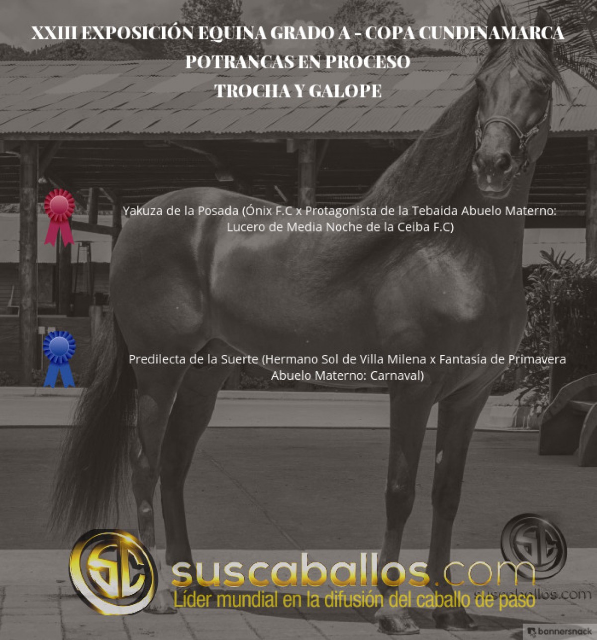 V&Iacute;DEO: Yakuza Mejor, Predilecta 1P, Potrancas Trocha Y Galope, Copa Cundinamarca