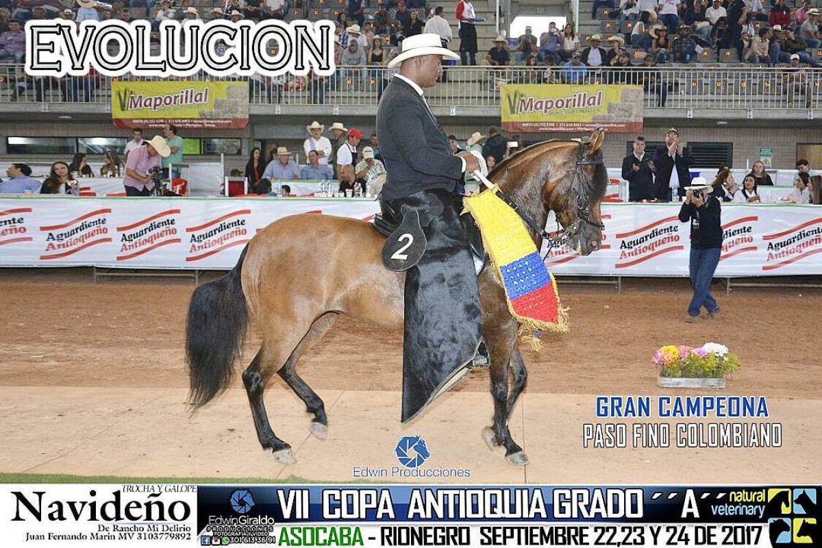 V&Iacute;DEO: Evoluci&oacute;n Campeona, Emaus Reservada, Paso Fino, VII Copa Antioquia