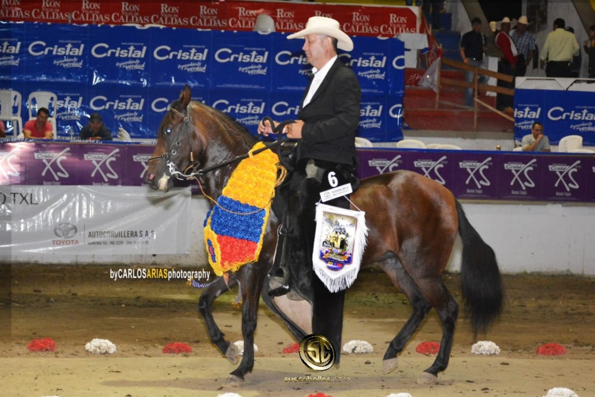 V&Iacute;DEO: Estrella hija de Atractivo Gran Campeona Paso Fino Colombiano, Armenia