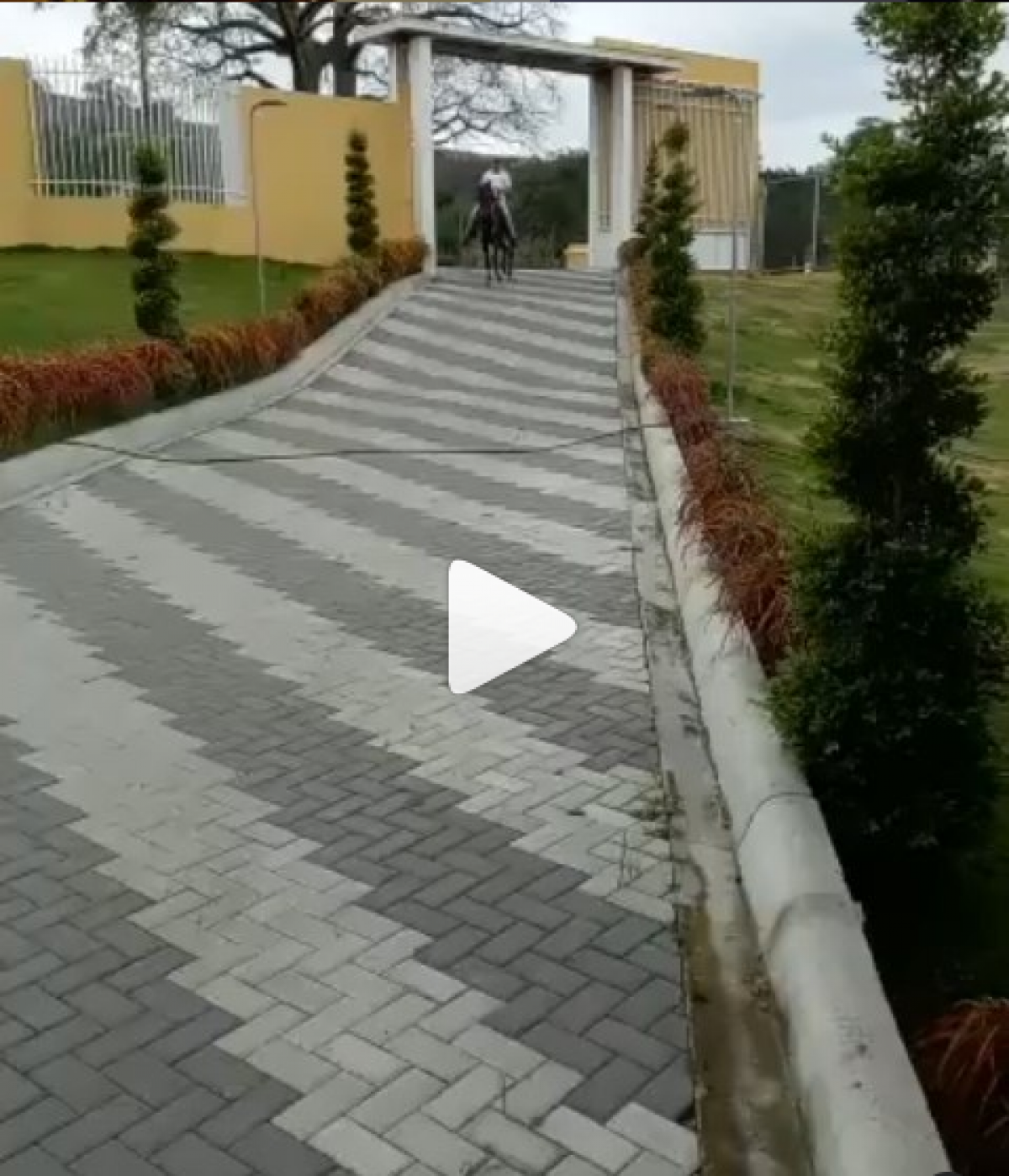 Iluminati de los compadres (34 meses)  @criadero_la_victoriia