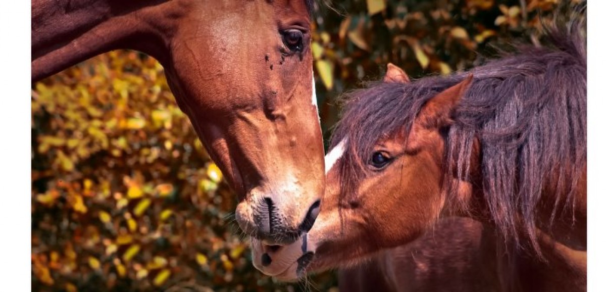 &iquest;C&oacute;mo medimos la calidad de vida de un caballo?