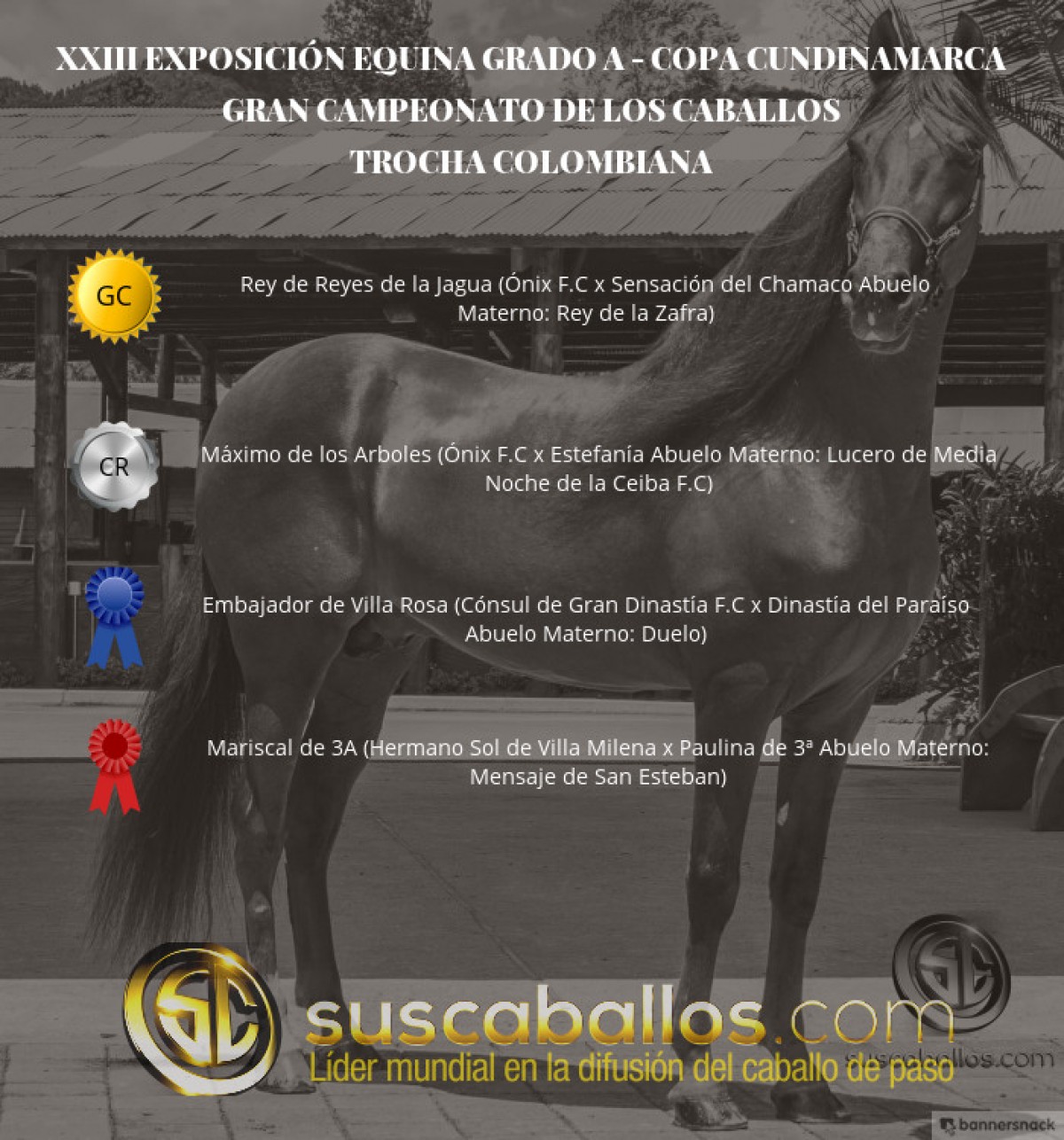VÍDEO: Rey de Reyes Campeón, Máximo Reservado, Trocha -Copa Cundinamarca
