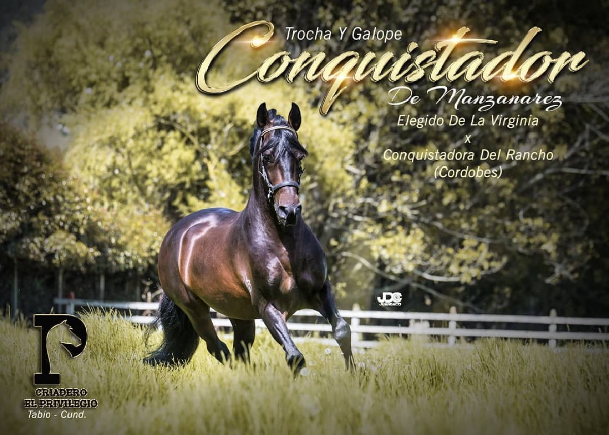 Resoluci&oacute;n 3988 Conquistador de Manzanares,uno de los hijos mas ganadores Elegido de la VirginiaNo registrar ejemplares producto de cruces