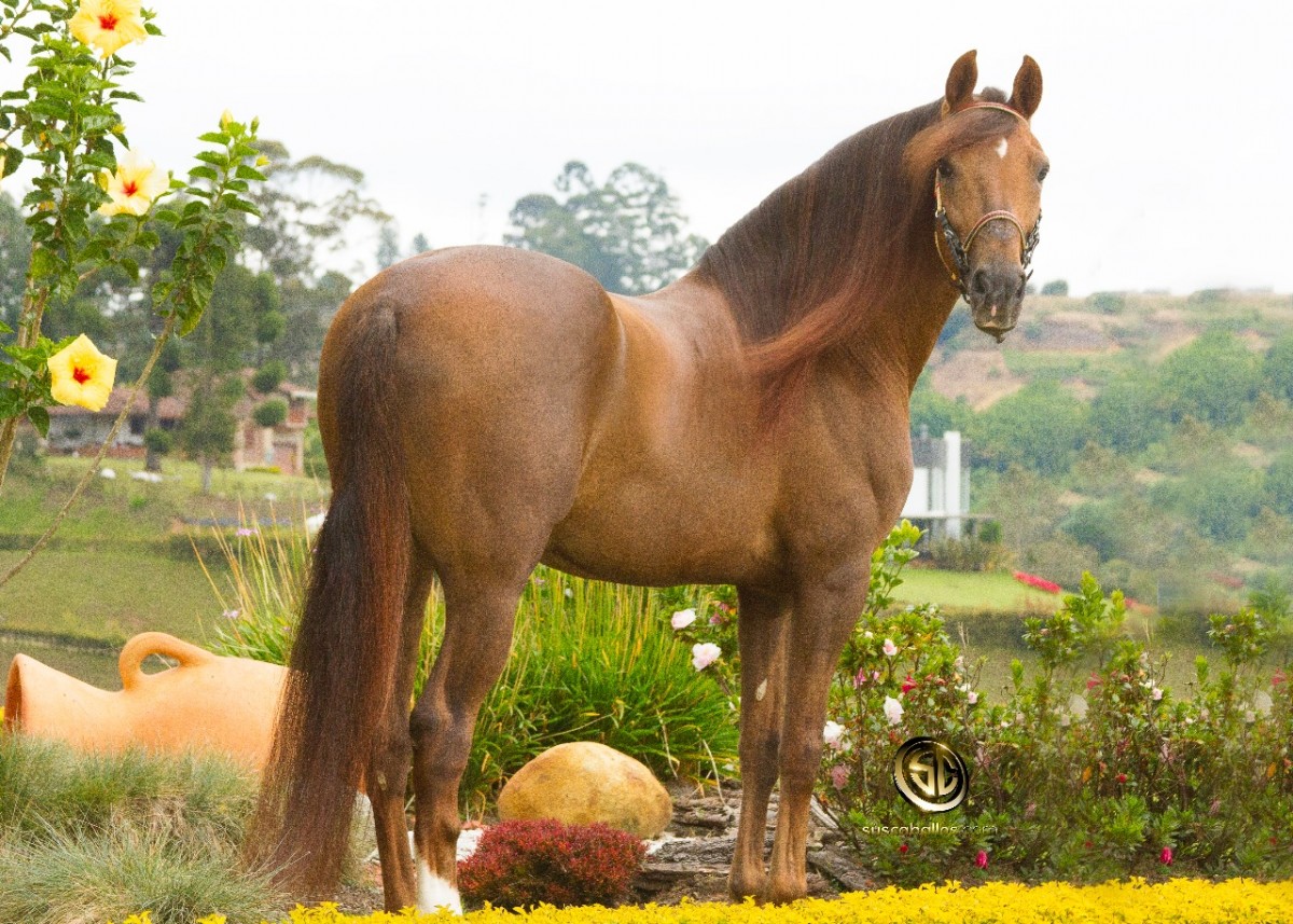 Introducci&oacute;n Al Caballo Criollo Colombiano