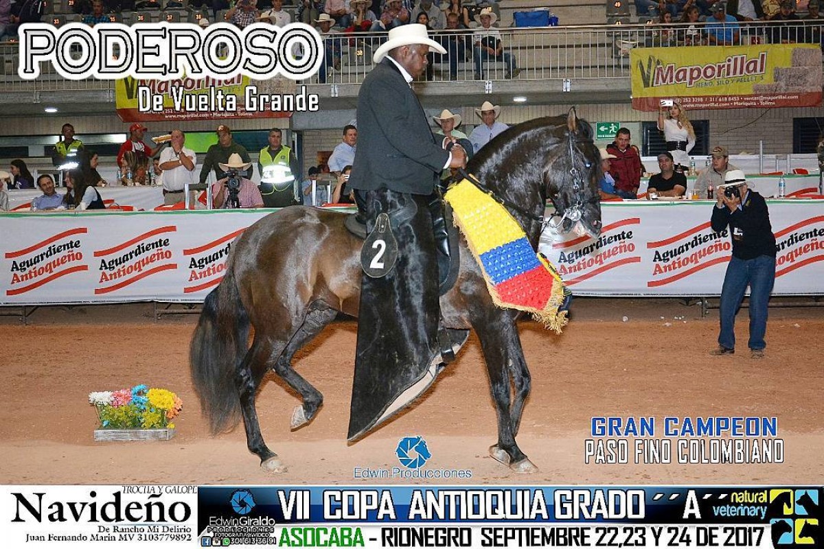 V&Iacute;DEO: Poderoso Campe&oacute;n, Seductor Reservado, Paso Fino , VII Copa Antioquia