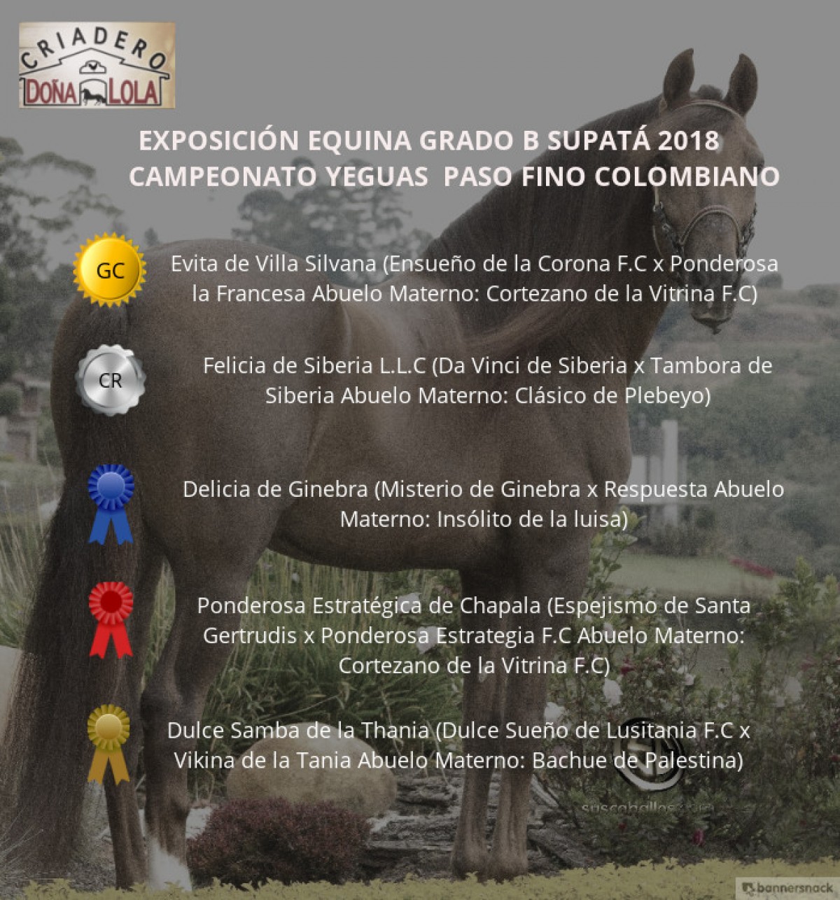 VÍDEO: Evita Campeona, Felicia Reservada, Paso Fino Colombiano, Supatá 2018