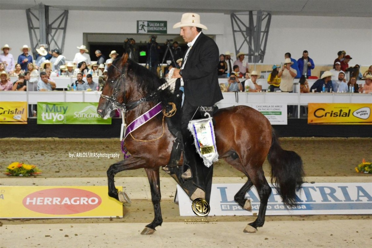 RESULTADOS 62a Exposición Equina Grado A De Manizales - TROCHA COLOMBIANA