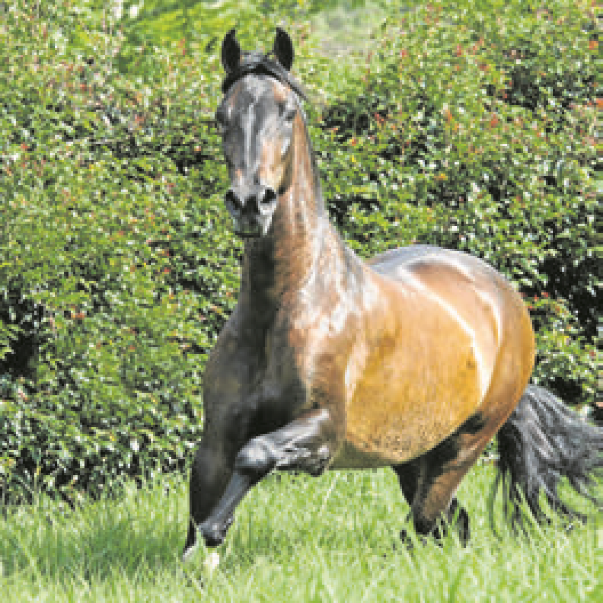 Así ha evolucionado la genética de los caballos colombianos