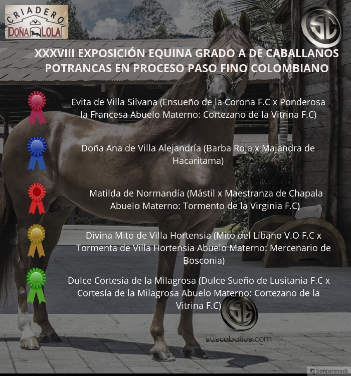 VÍDEO: Evita Mejor, Doña Ana 1P, Potrancas Del Paso Fino Colombiano, Caballanos