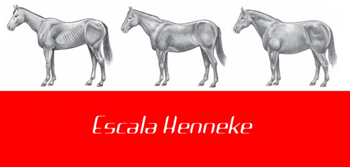 Escala Henneke: Tu Caballo Esta Delgado o Gordo?