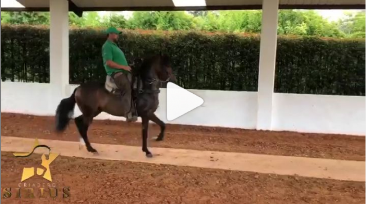 HH Maremoto (Tourbillon x Mensaje)