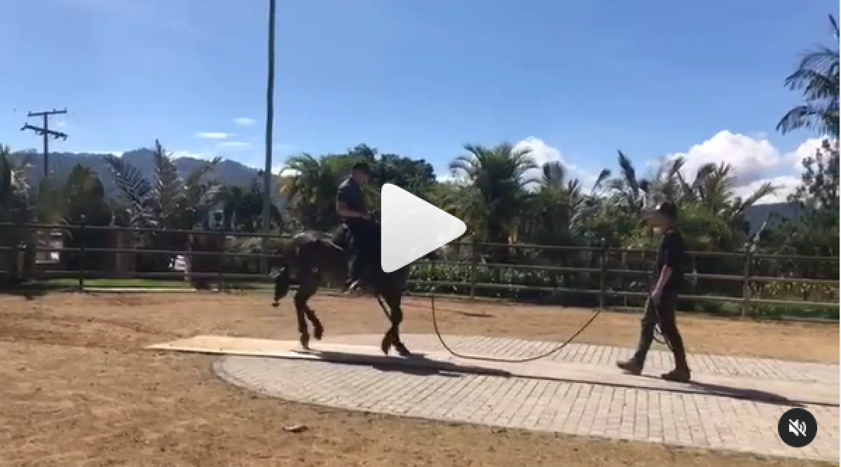 Decreto de San Marcos 