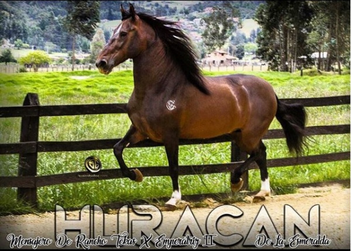 VÍDEO: Huracán de la Esmeralda Entrenando Para La Mundial!!!