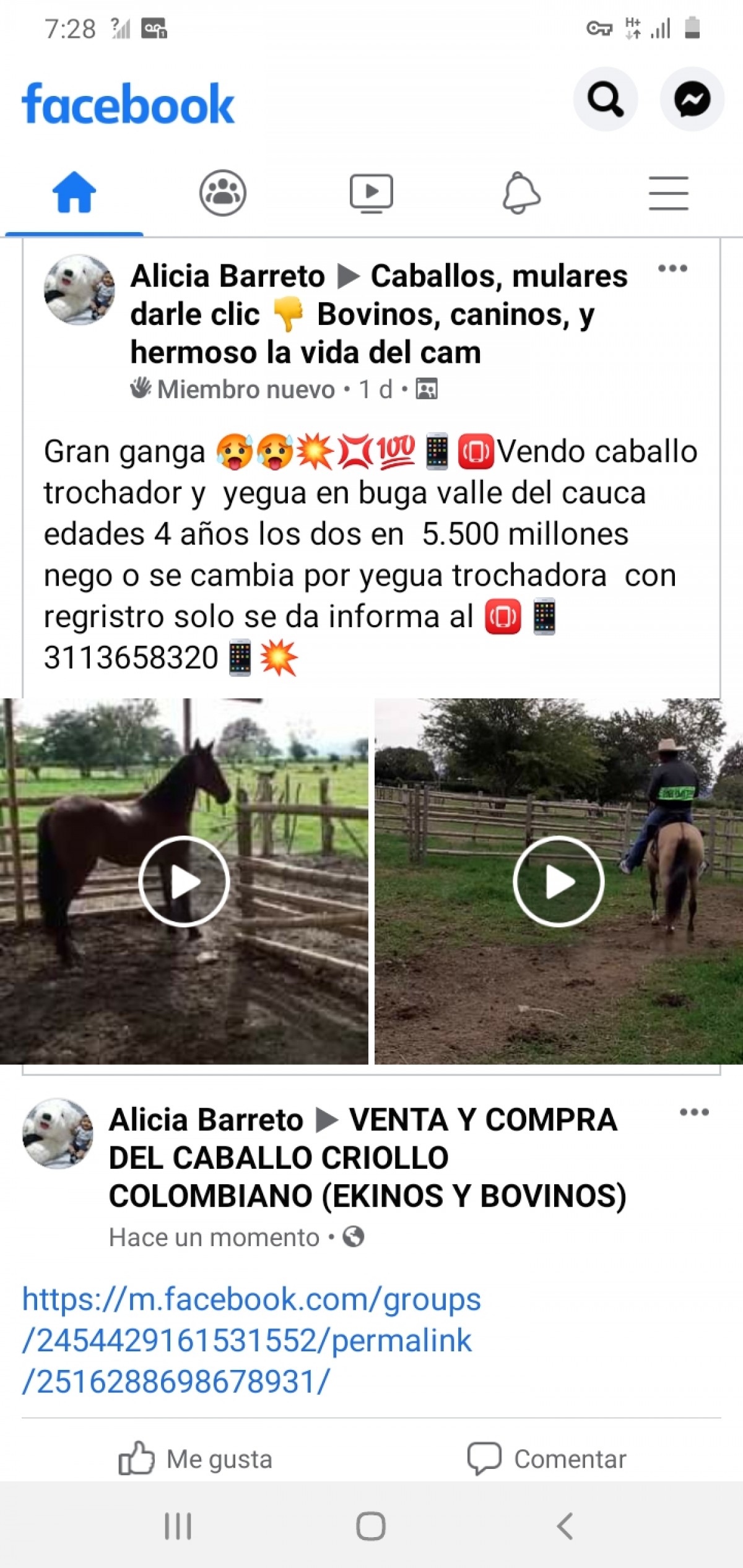 Venta de caballo y yegua trochadora
