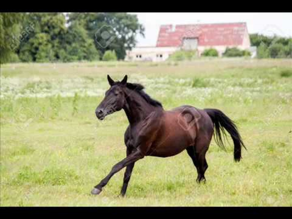 La Lecci&oacute;n De Un Caballo