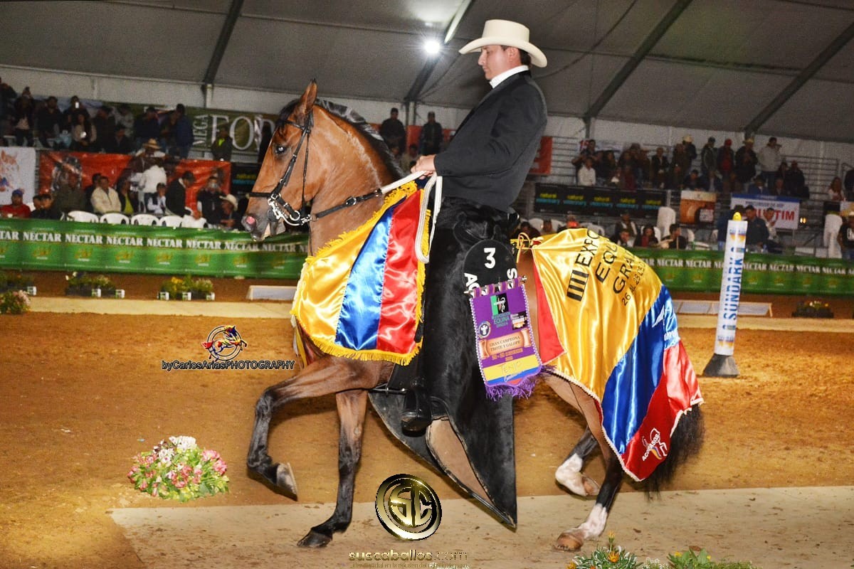 V&Iacute;DEO:B&aacute;rbara De Marabeles Gran Campeona Trote y Galope, Grado A Tenjo