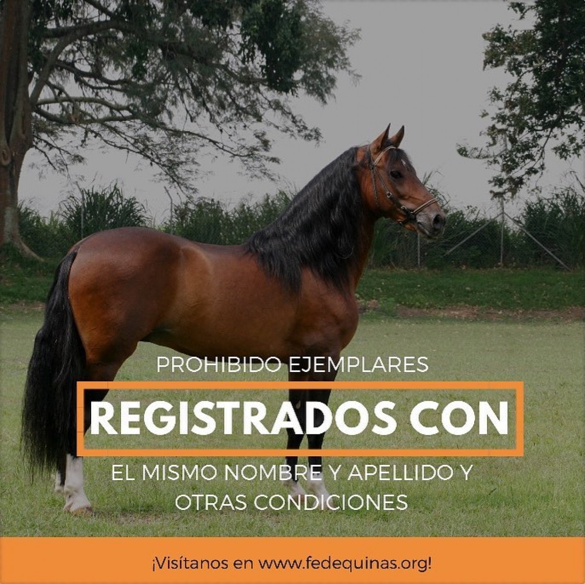 Fedequinas: Prohibido Registrar Más De Un Ejemplar Con El Mismo Nombre.....