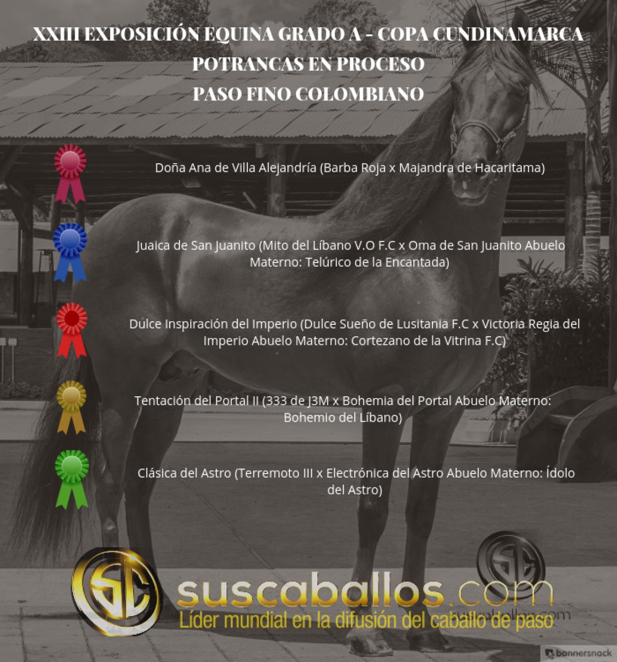 VÍDEO: Doña Ana Mejor, Juaica 1P, Potrancas Del Paso Fino Col, Copa Cundinamarca