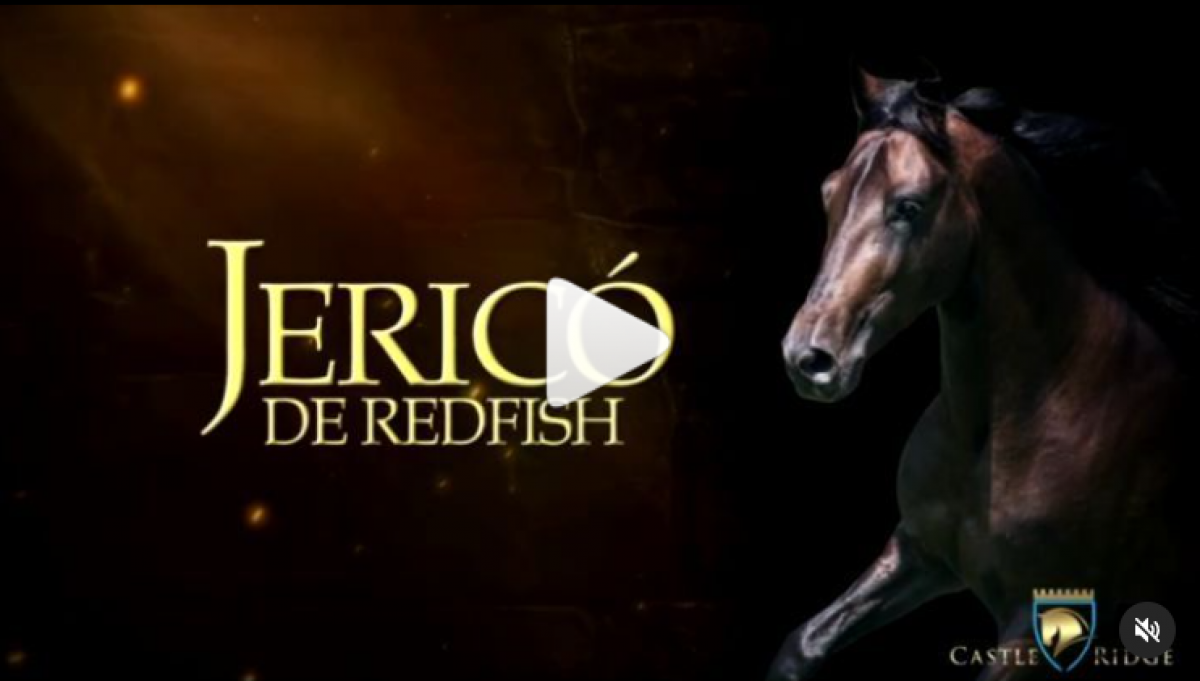 JERICÓ DE REDFISH la combinación perfecta de movimientos que conjugan la exquisitez del paso fino