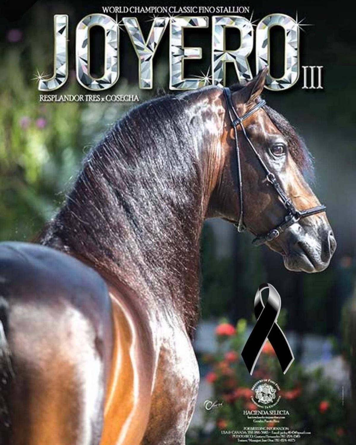 Se Va Un Grande Del Paso Fino El Gran Joyero III
