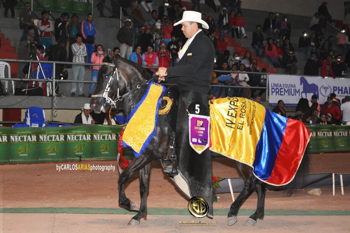 VÍDEO: Evita Hija de Ensueño Campeona Paso Fino Colombiano, Exposabana