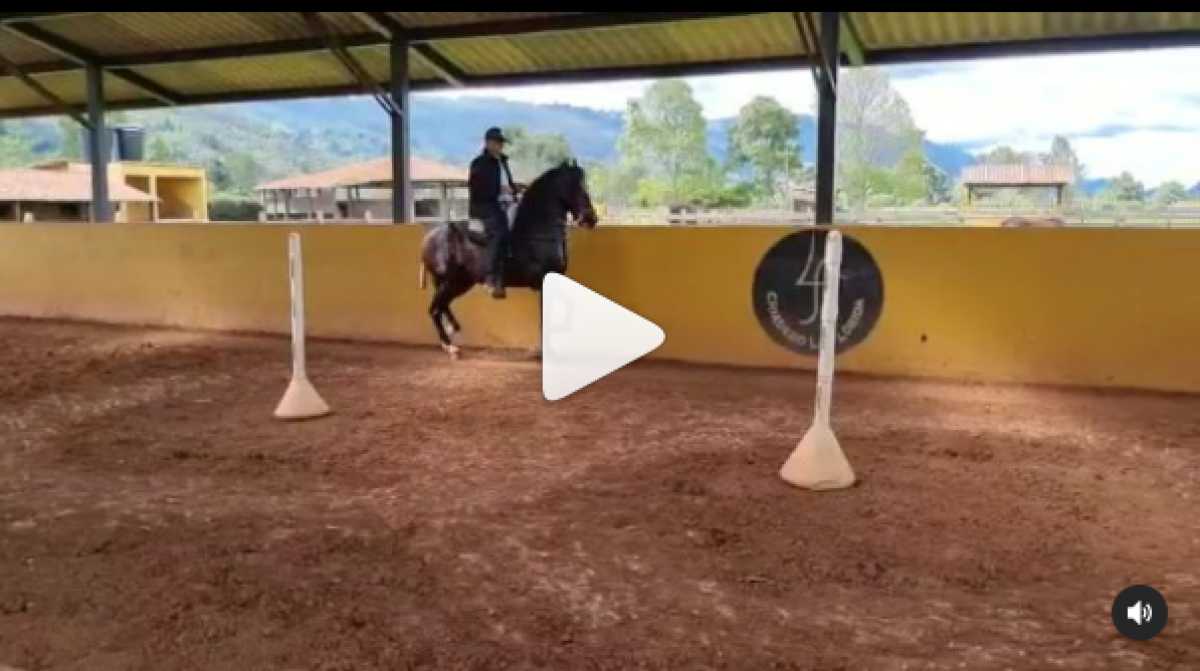 Capitulo Aparte (Elegido ❌Cumparsita Laboyana) @criaderolaflorida 