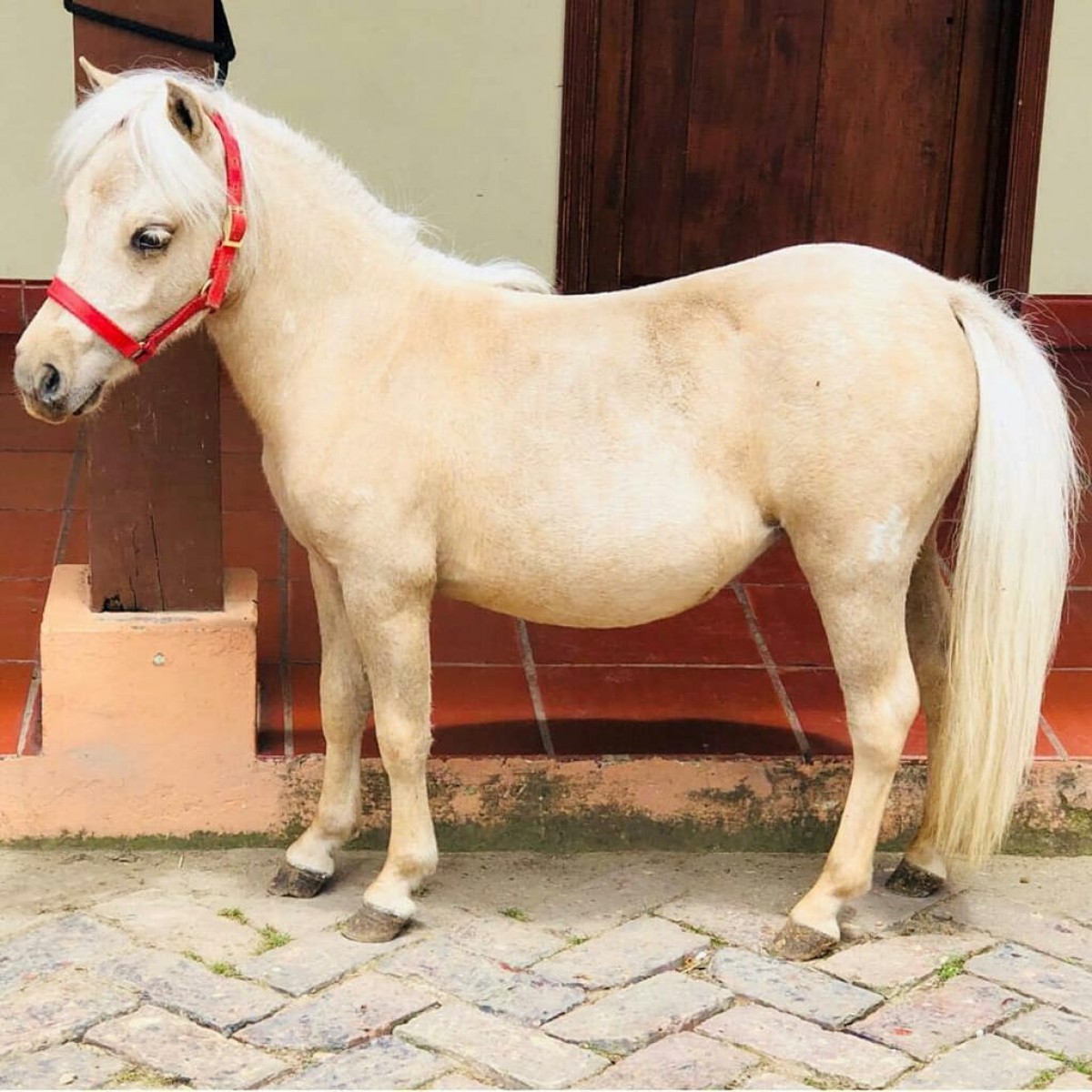 YEGUITA  MINIHORSE IMPORTADA  REGISTRADA