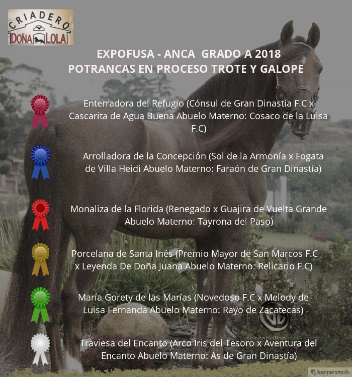 VÍDEO: Enterradora Mejor, Arrolladora 1P, Potrancas Trote Y Galope, Expofusa