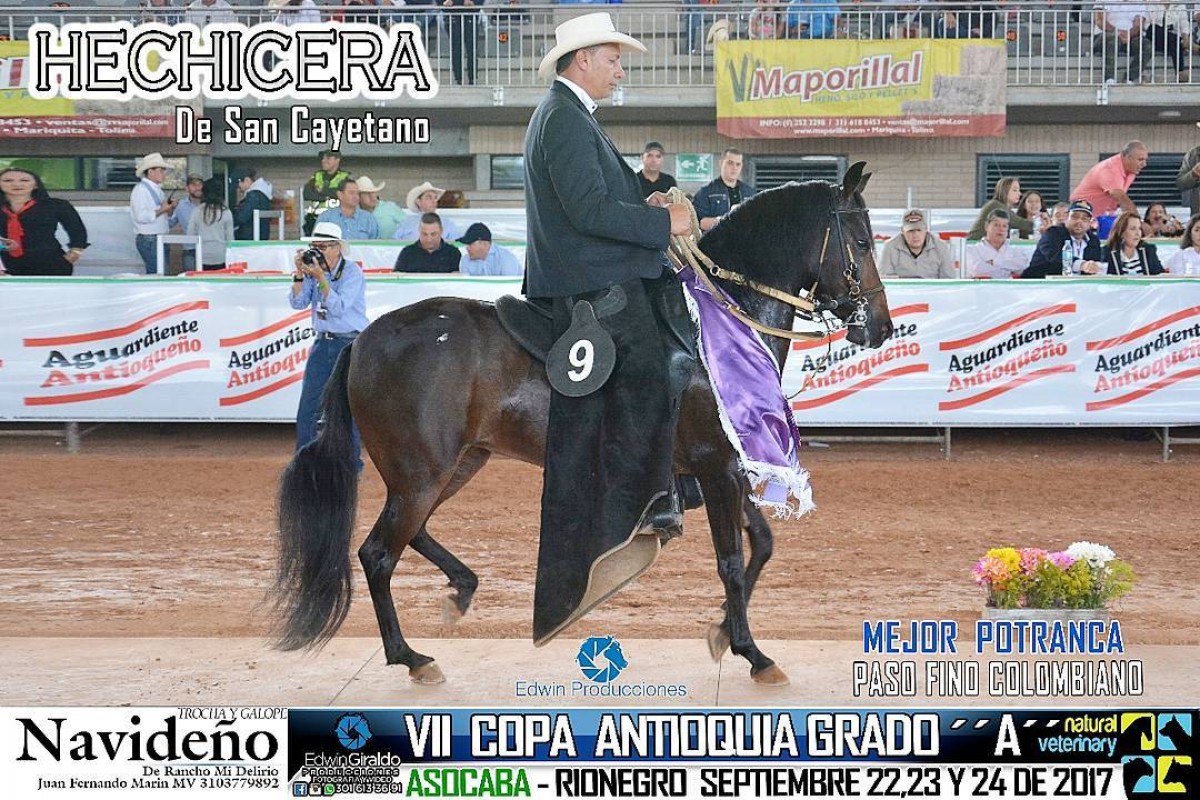V&Iacute;DEO: Hechicera Mejor,Esencia de Paz 1P, Paso Fino, VII Copa Antioquia 2017