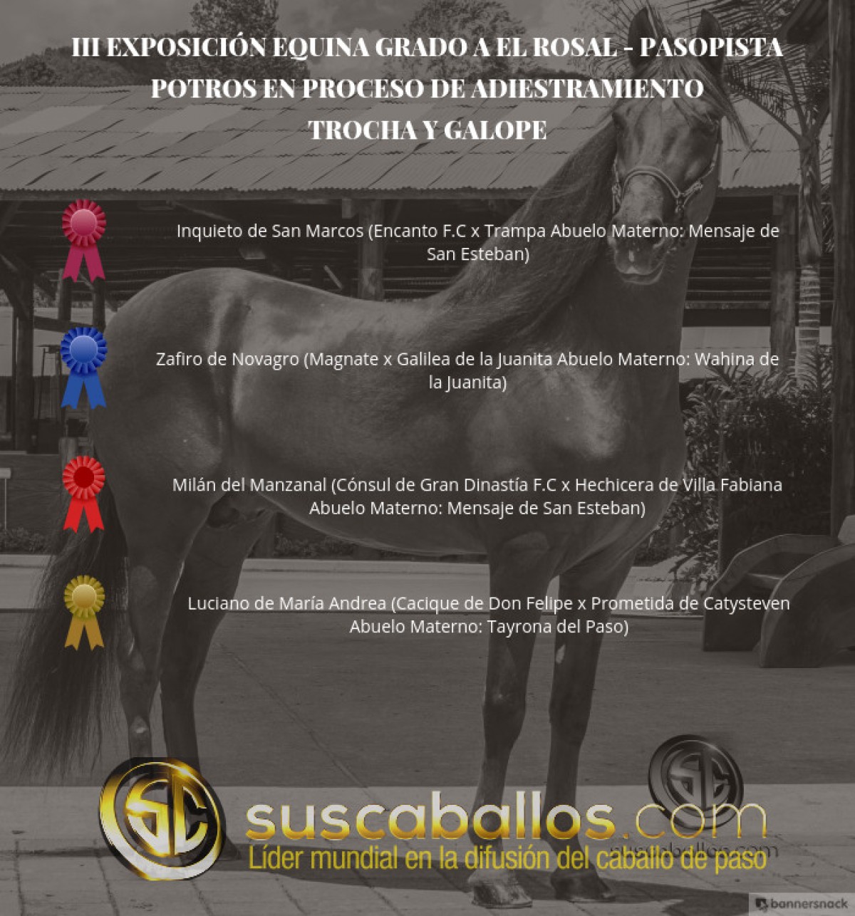 VÍDEO: Inquieto Mejor, Zafiro 1P, Potros Trocha Y Galope, III Exposabana