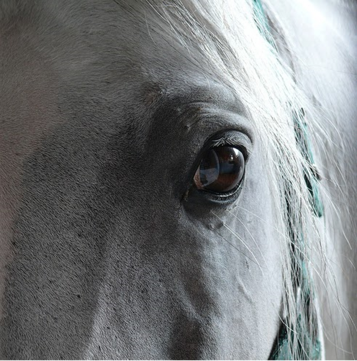 Problemas Hepáticos en los caballos