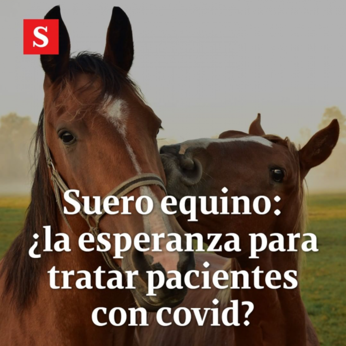 Suero equino: la esperanza de Argentina para tratar pacientes con coronavirus
