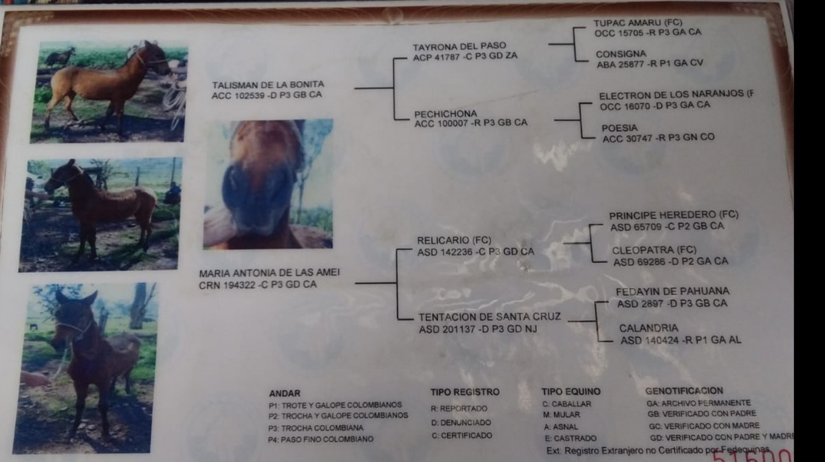 Una ayuda... Que salto comprar?