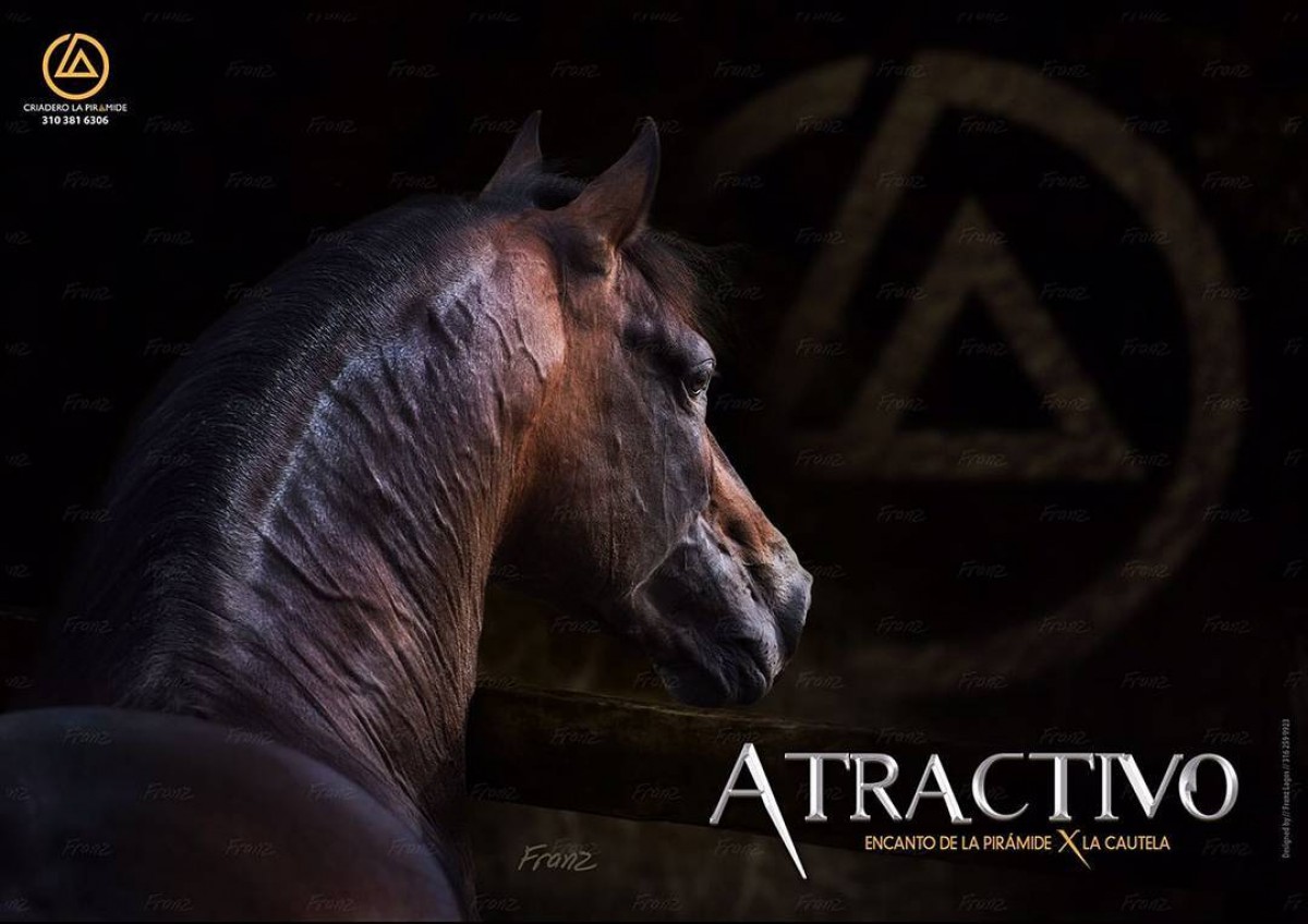 VÍDEO: Atractivo De la Pirámide Continua Con Su Preparación Para La Mundial