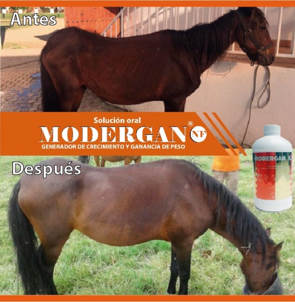 https://www.suscaballos.com/Tratamiento Con Modergan NF Con Solo 60 Días Increíbles Resultados