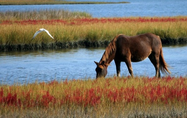 https://www.suscaballos.com/Cuanto más resopla un caballo, más feliz es