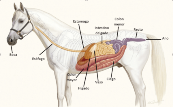 https://www.suscaballos.com/Cólicos en caballos: evita distribuir la alimentación diaria de tu caballo en pocas dosis