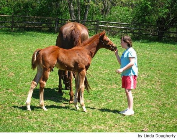 https://www.suscaballos.com/¿Qué es la etología clínica equina? 