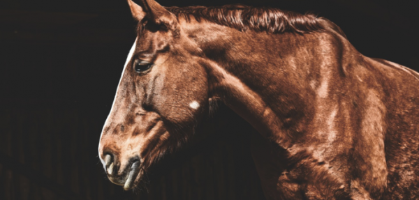 https://www.suscaballos.com/El etograma para detectar dolor en el caballo